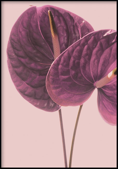 anturium flower poster